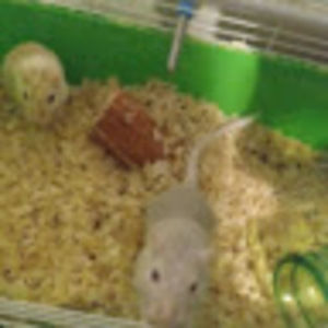 Meet your Posher, Markeyla